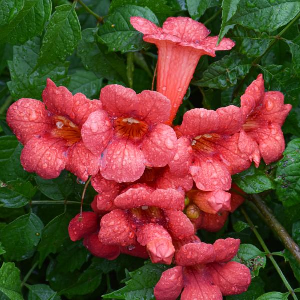 Trumpet Vine Summer Jazz Fire Ball - 3C