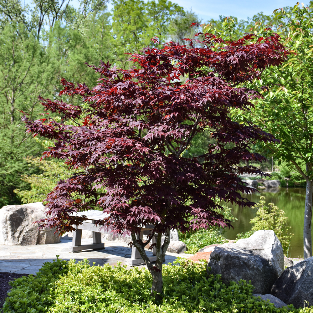 Japanese Maples