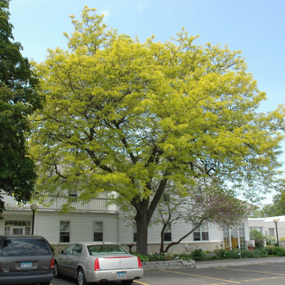Tall Shade Trees