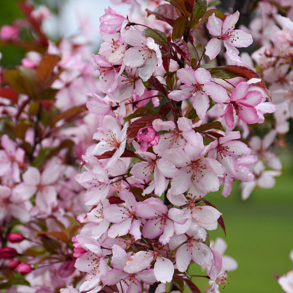 Flowering Crabapple