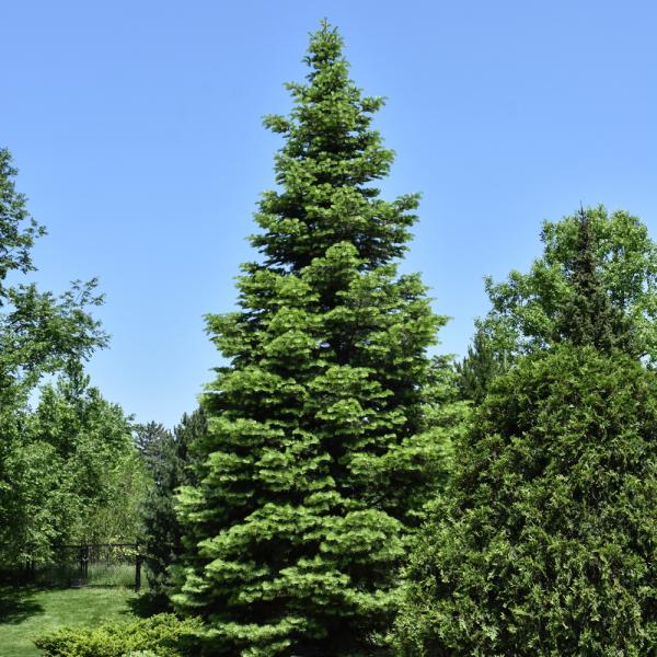 Fir Concolor- Ball and Burlap 4'