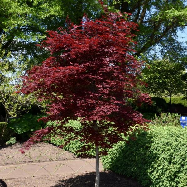 Japanese Maple Fireglow- 7C