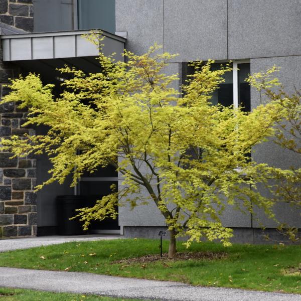 Japanese Maple Orange Dream- 3C