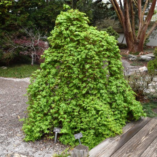 Japanese Maple Ryusen- 7C