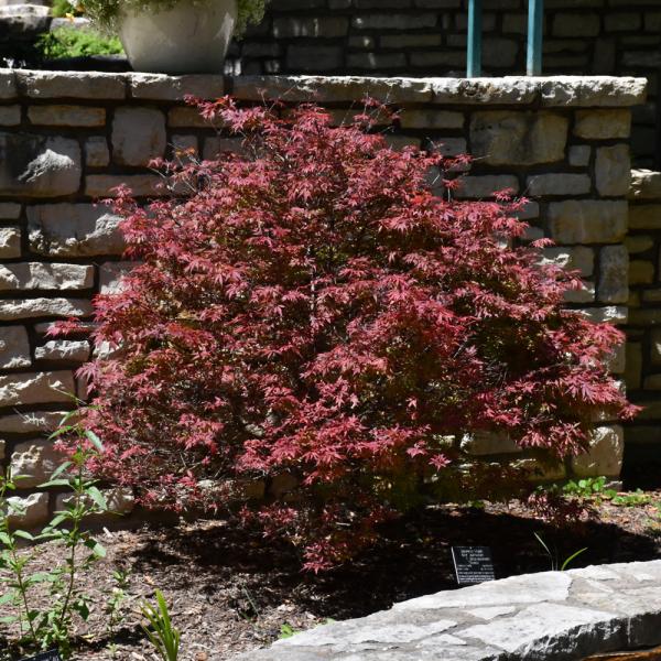 Japanese Maple Shaina- 5C