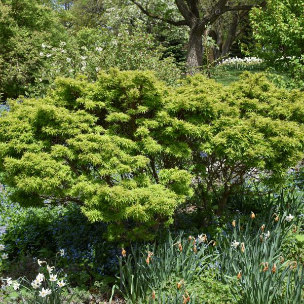 Japanese Maple Sharp's Pygmy- 3C