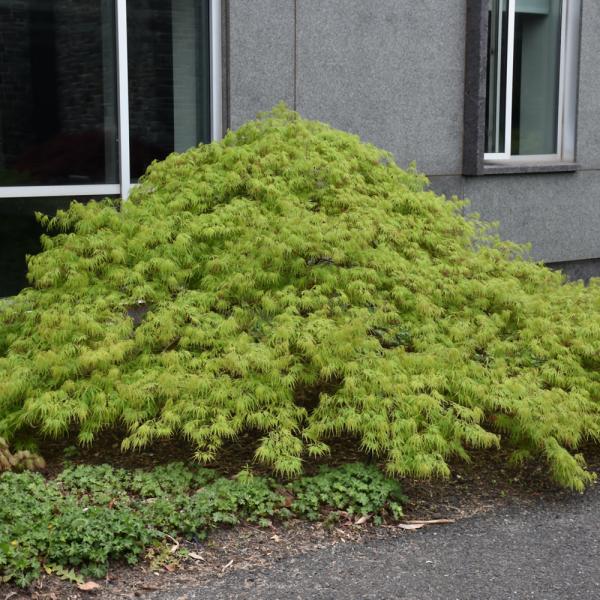 Japanese Maple Waterfall- 3C