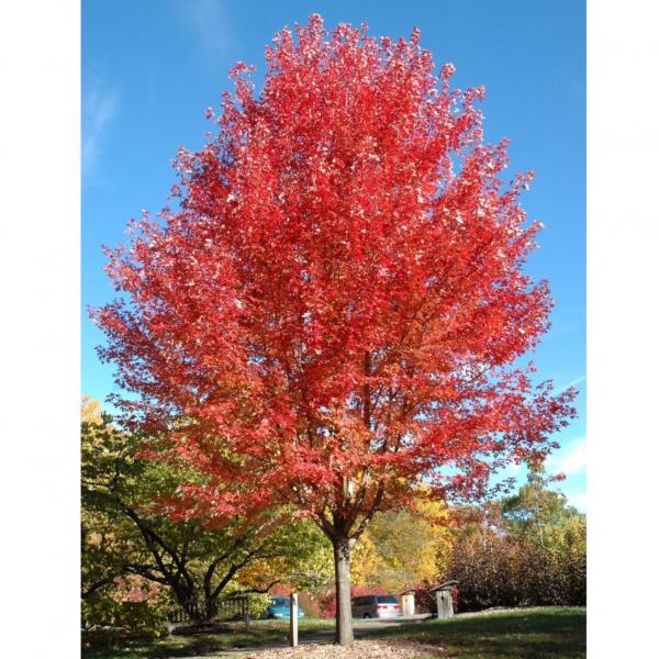 Maple Autumn Blaze- 7C