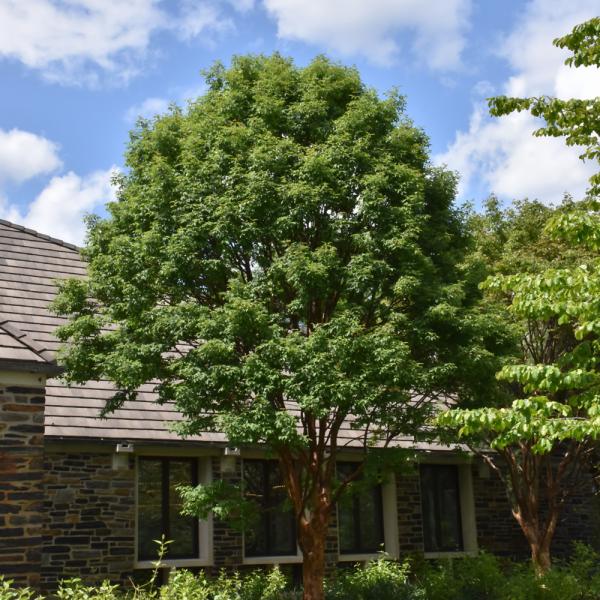 Maple Paperbark- 10C