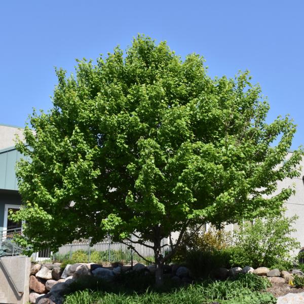 Maple Burgundy Belle- 7C