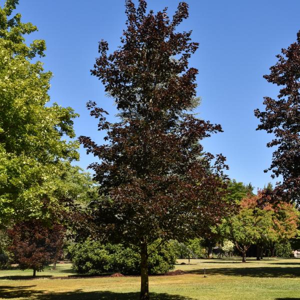 Maple Crimson Sunset- 7C