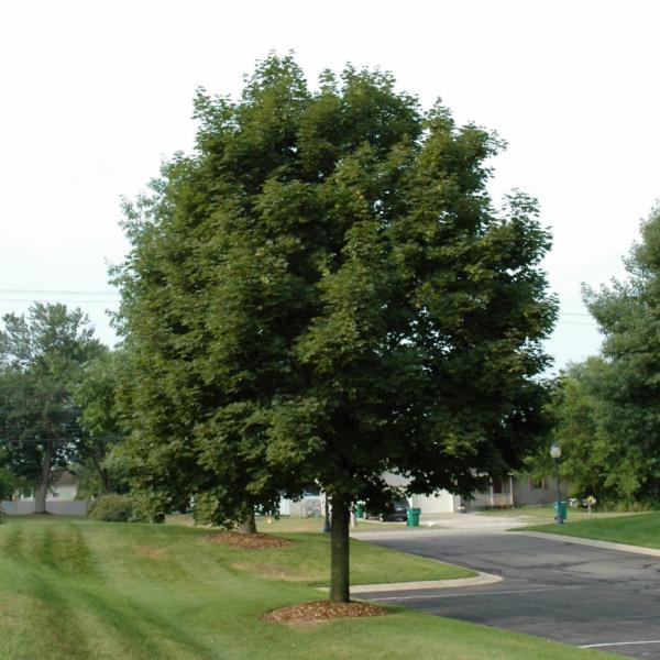 Maple Pacific Sunset- 7C