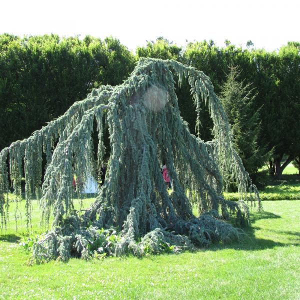 Cedar Weeping Blue Atlas- 10C