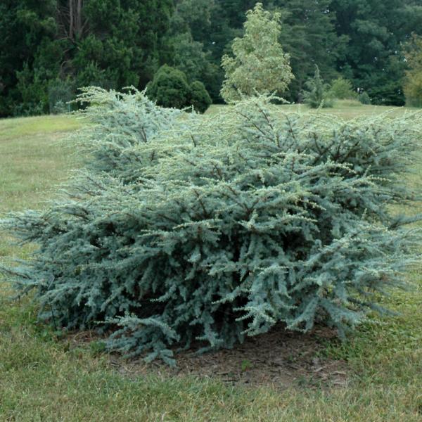 Cedar Blue Atlas Horstmann- 6C