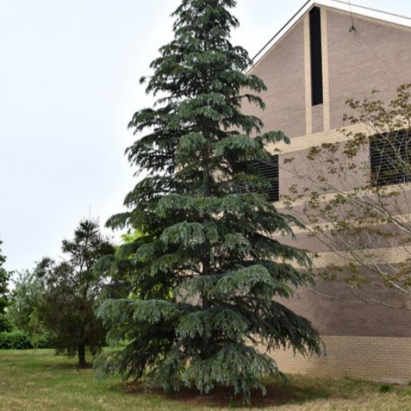 Cedar Deodara Karl Fuchs- 6C