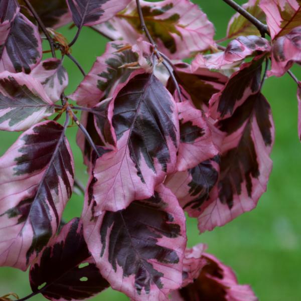 Beech Tri Color- Ball and Burlap 5'
