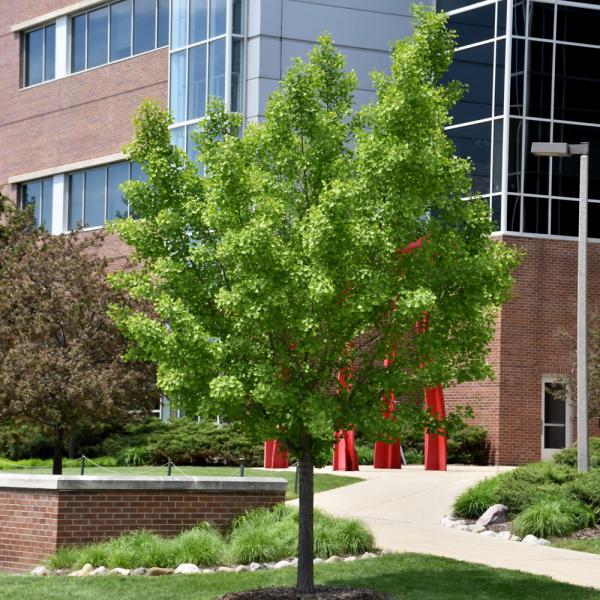 Ginkgo Maidenhair Tree Autumn Gold- 7C