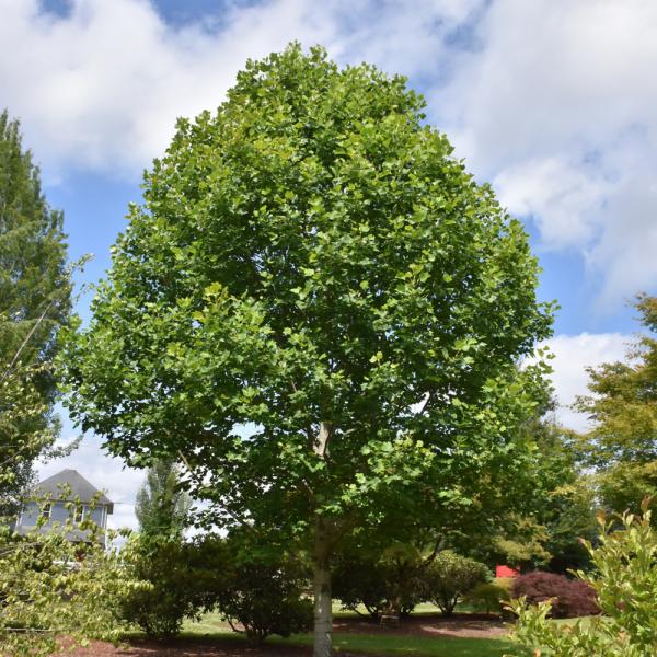 Poplar Tulip Emerald City- 7C