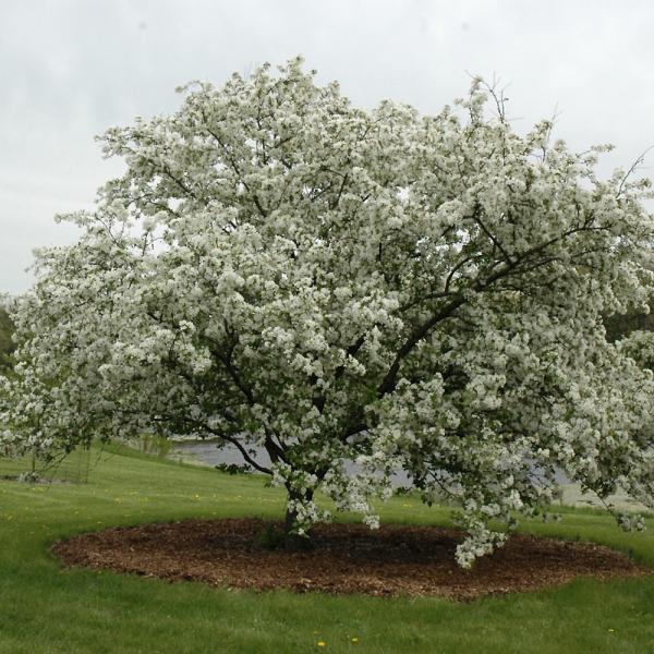Crabapple Donald Wyman- 7C