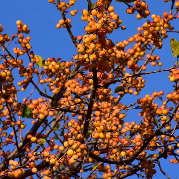 Crabapple Golden Raindrops- 7C
