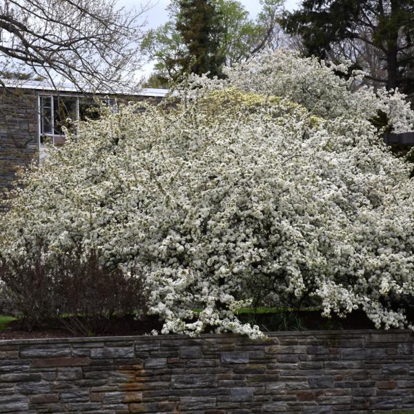 Crabapple Sargentii- 7C