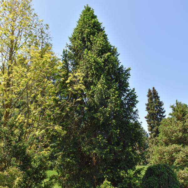 Spruce Norway Cupressina- 6C