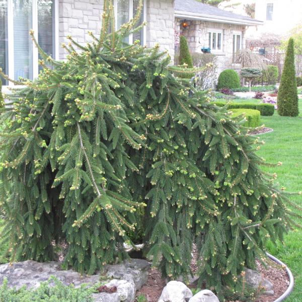 Spruce Norway Weeping- 6C