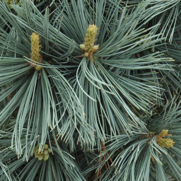 Limber Pine Extra Blue- 6C