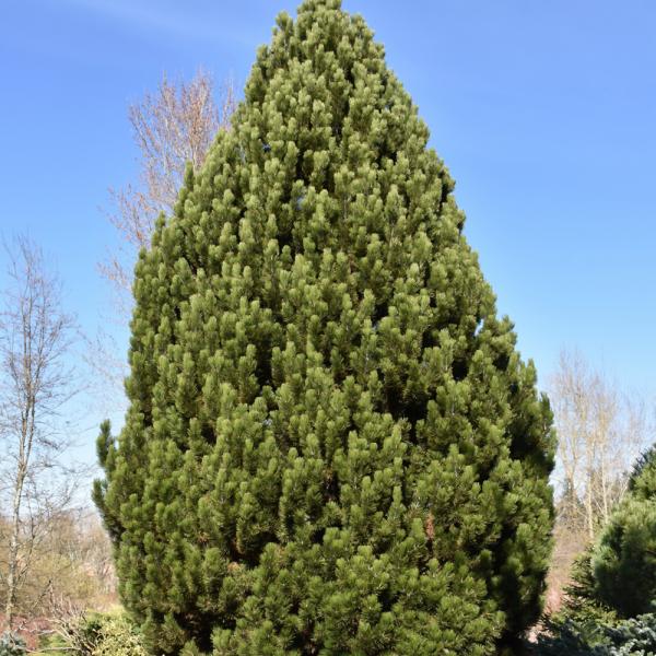 Pine Compact Gem- 10C