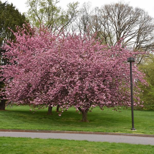 Cherry Flowering Royal Burgundy- 10C