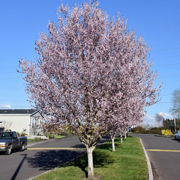 Plum Purpleleaf Krauter- 7C