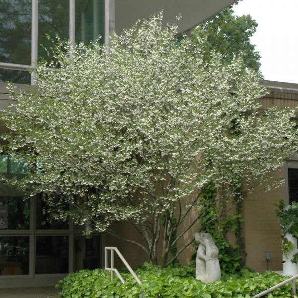 Snowbell Japanese- 7C