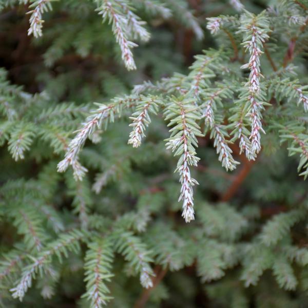 1C Hemlock Canadian Moon Frost
