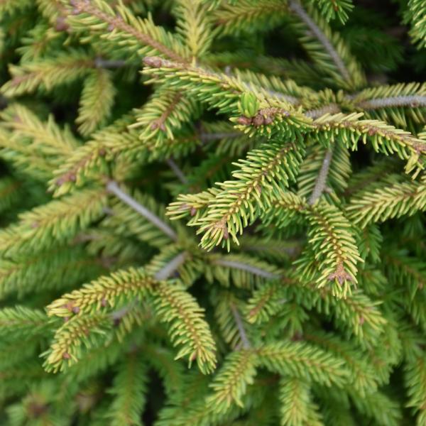 Spruce Firefly Iseli- 3C