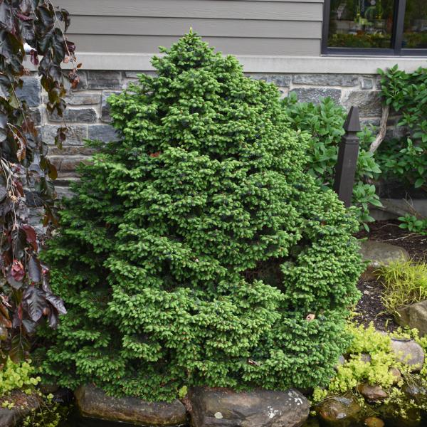 Spruce Serbian Nana- 6C