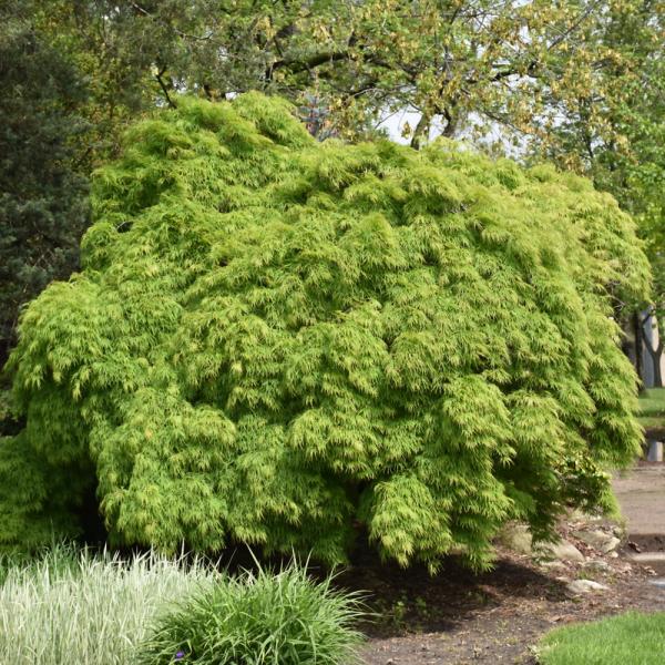 Japanese Maple Viridis- 6C