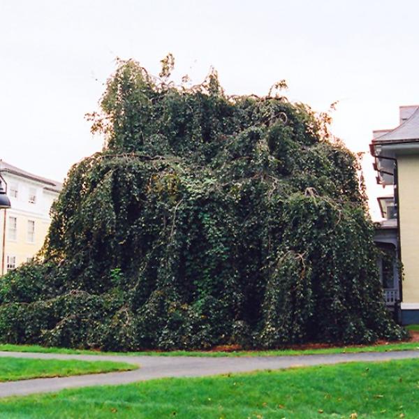 Beech Purple Weeping- 15C