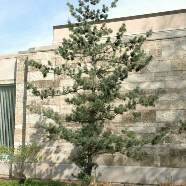 Pine Japanese White- 3C