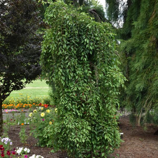 Snowbell Japanese Fragrant Fountain- 15C