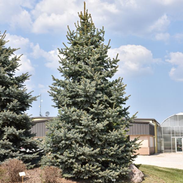 Spruce Baby Blue- Ball and Burlap 4 ft