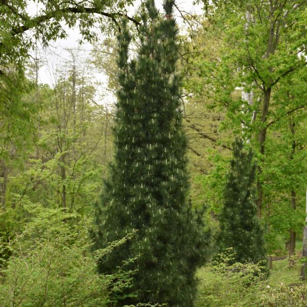 Pine White Stowe's Pillar- Ball and Burlap 4ft