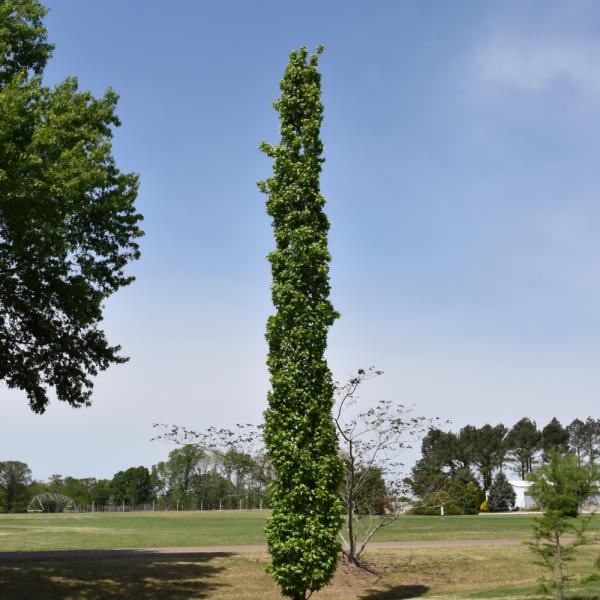Sweetgum Slender Silhouette- 15C