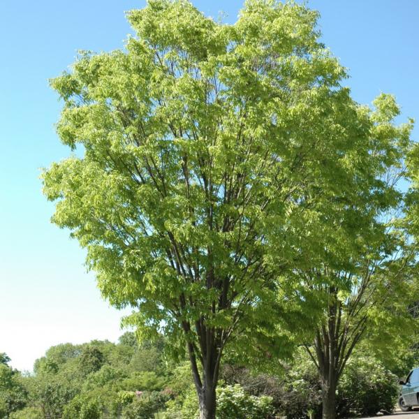 Zelkova Green Vase- 20C