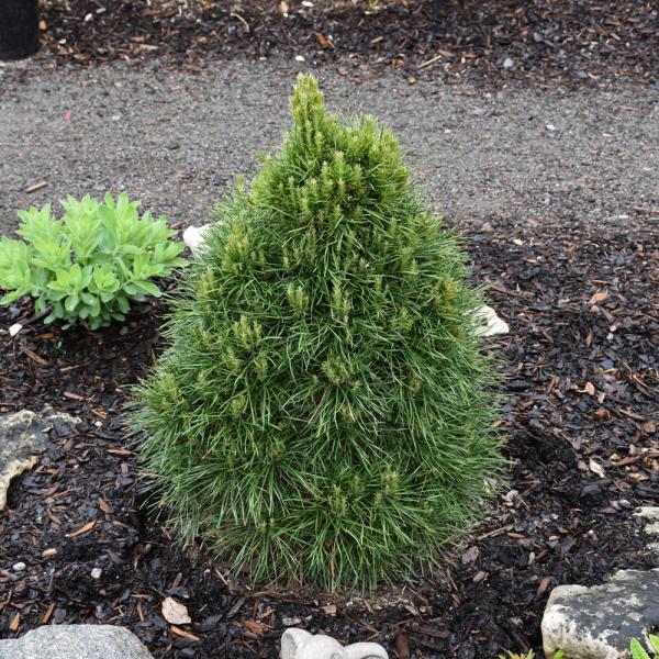 Scotch Pine Green Penguin- 5C