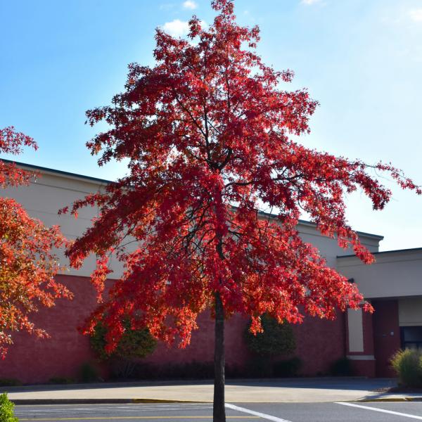 Oak Pin- 7C