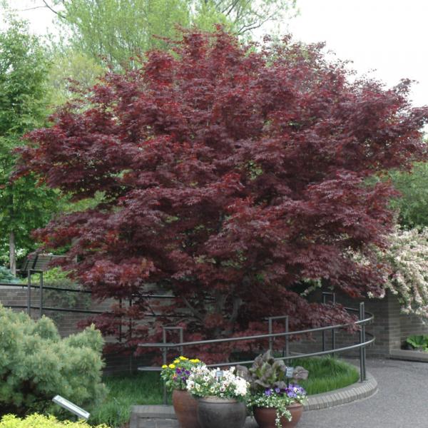 Japanese Maple Bloodgood