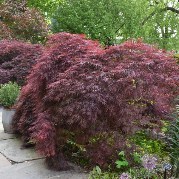 Japanese Maple Crimson Queen
