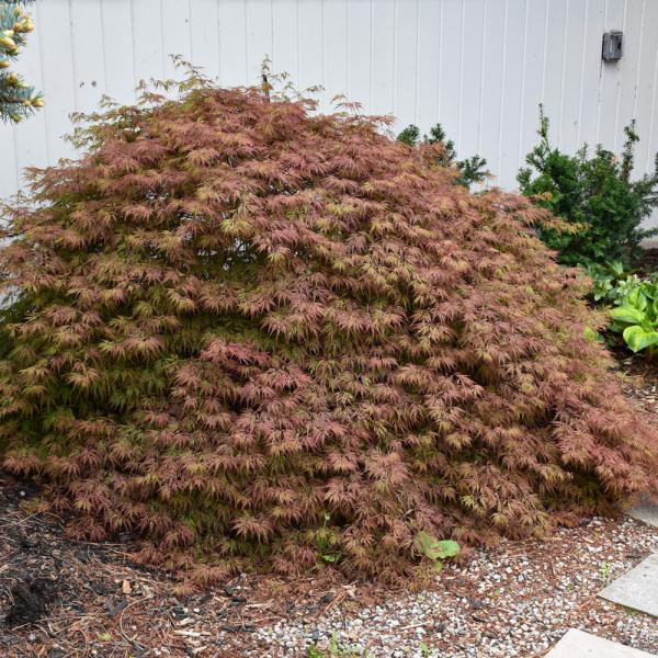 Japanese Maple Orangeola