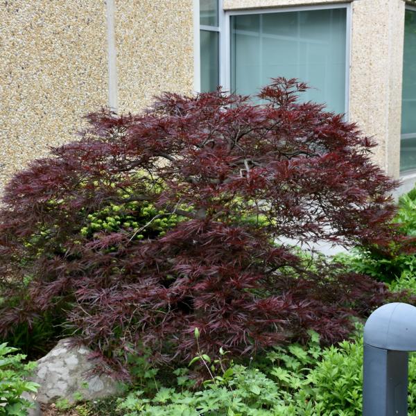 Japanese Maple Red Dragon