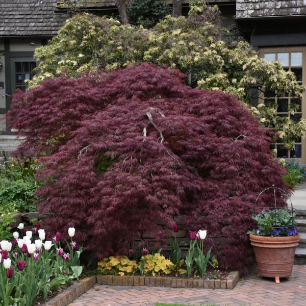 Japanese Maple Tamukeyama